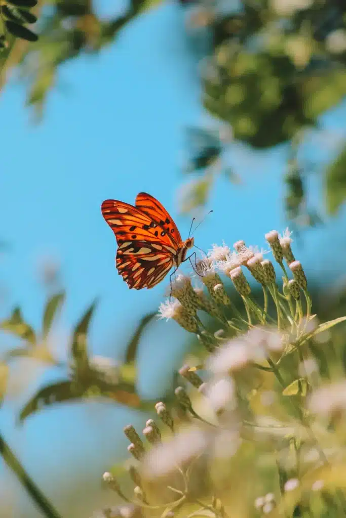 butterfly