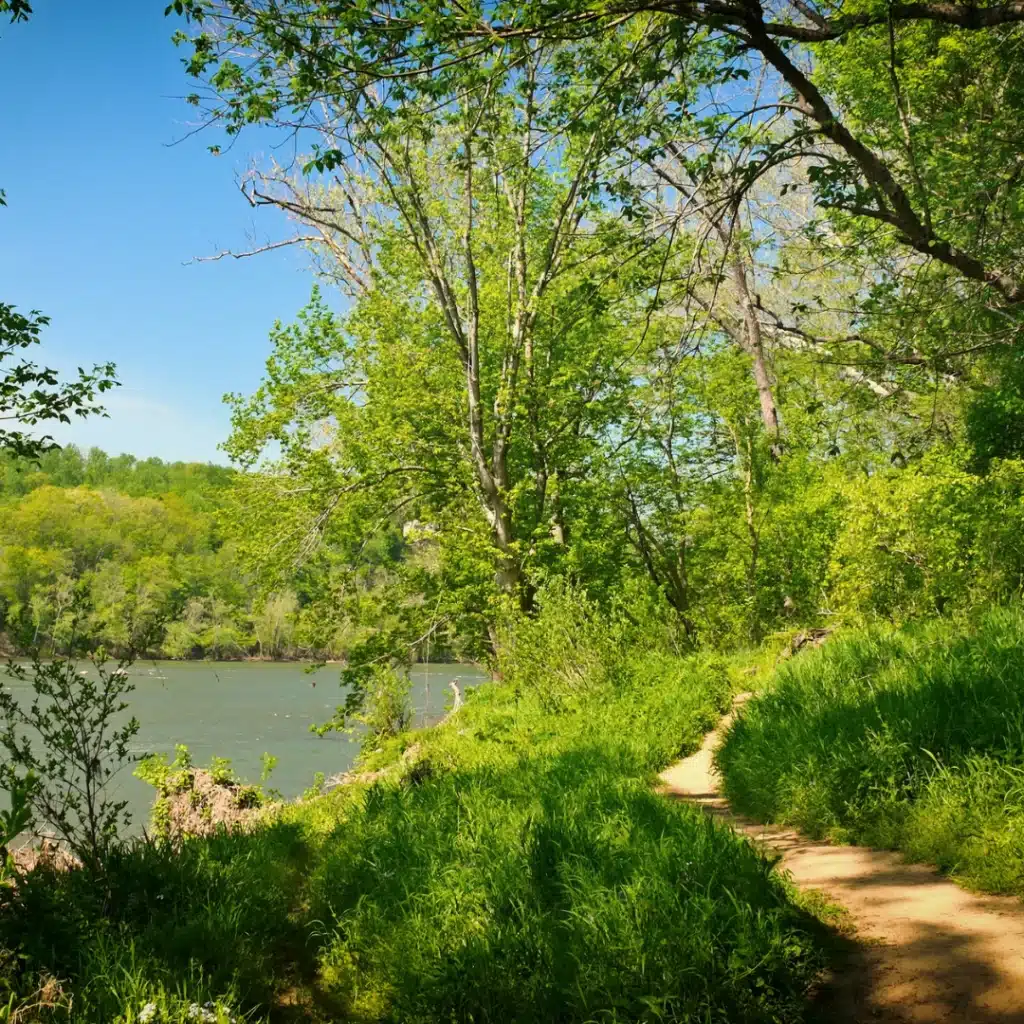 relaxing view of trees